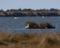 Cygnus columbianus