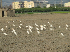 Bubulcus ibis