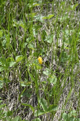 Tulipa sylvestris biebersteiniana