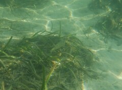 Helotes octolineatus