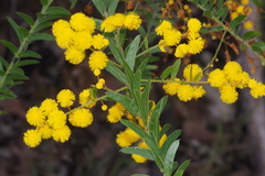 Acacia leichhardtii