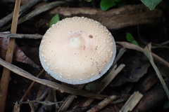 Macrolepiota zeyheri