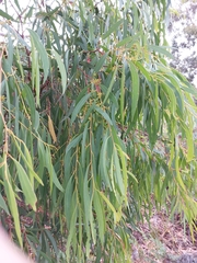 Eucalyptus amygdalina