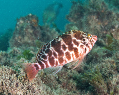 Cirrhitichthys aprinus