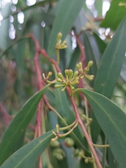 Eucalyptus amygdalina