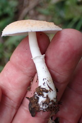 Macrolepiota zeyheri