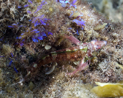 Enneapterygius atrogulare