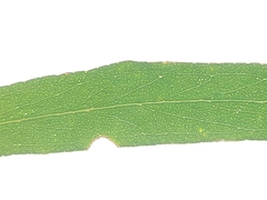 Eucalyptus amygdalina