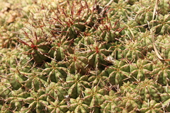 Euphorbia pulvinata
