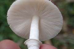 Macrolepiota zeyheri