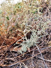 Artemisia schrenkiana