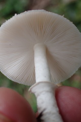 Macrolepiota zeyheri