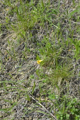 Tulipa sylvestris biebersteiniana