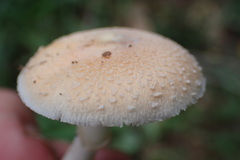 Macrolepiota zeyheri