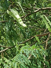 Senegalia galpinii