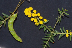 Acacia leichhardtii