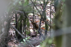 Pterorhinus berthemyi