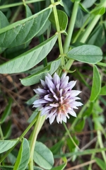 Glycyrrhiza echinata