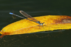 Pseudagrion aureofrons