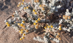 Achillea maritima