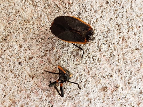 Bordered plant bug