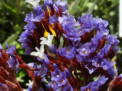 Limonium arboreum