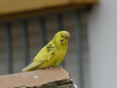 Melopsittacus undulatus domesticus