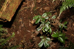 Lenwebbia prominens