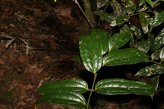 Ripogonum discolor