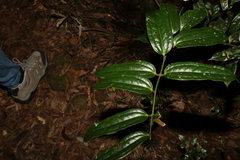 Ripogonum discolor