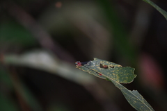 Teinobasis ruficollis