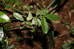 Lenwebbia prominens