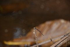 Mortonagrion arthuri