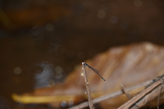 Mortonagrion arthuri