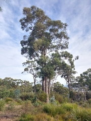 Eucalyptus globulus globulus