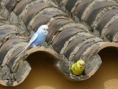 Melopsittacus undulatus domesticus