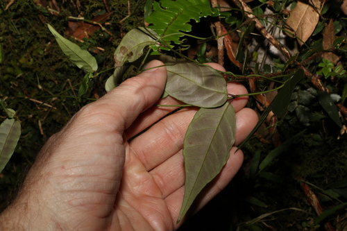 Image of Parsonsia induplicata by (c) Greg Tasney, some rights reserved (CC BY-SA)