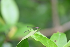 Mortonagrion arthuri