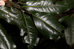 Mischocarpus australis
