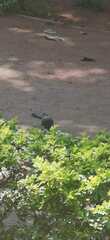 Copsychus fulicatus