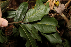 Mischocarpus australis