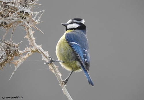 Cyanistes teneriffae