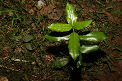 Leichhardtia flavescens