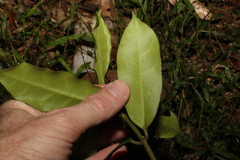 Leichhardtia flavescens