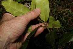 Leichhardtia flavescens