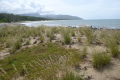 Aphyllodium biarticulatum