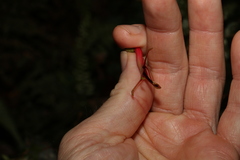 Benthamina alyxifolia