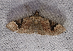 Mnesiloba eupitheciata