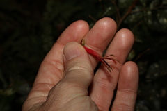 Benthamina alyxifolia