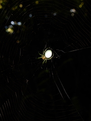 Aoaraneus pentagrammicus